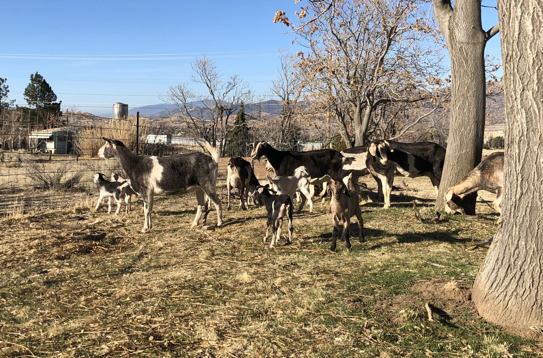 Pen in Hand #1711 - Goats 2.jpg